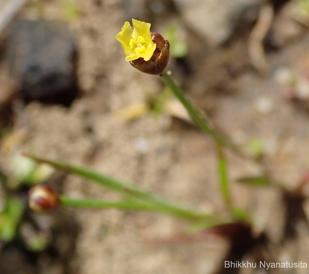 Xyris pauciflora Willd.